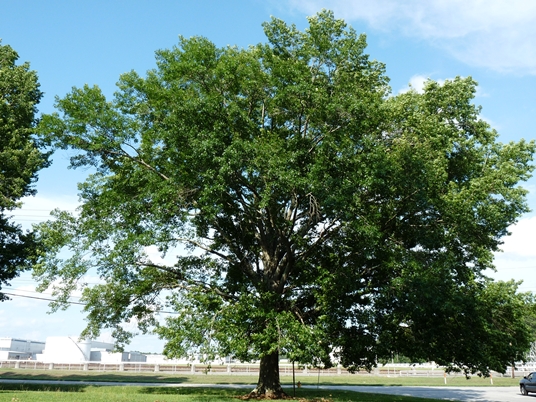 {Quercus palustris}